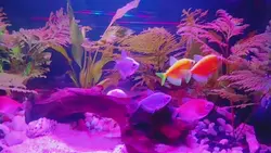 glofish tetra 