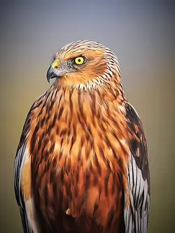 visão aguçada