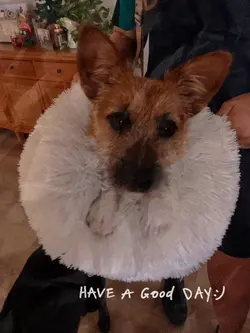 my doge