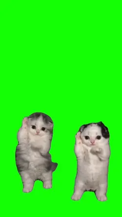 Cats Dancing