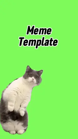 Schoked cat 