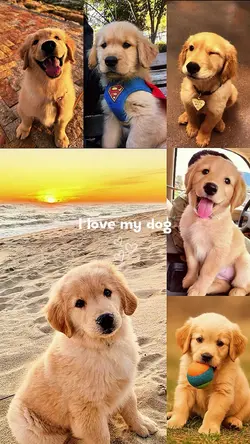 I love my dog