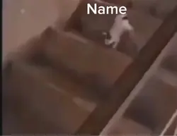Cat be like 
