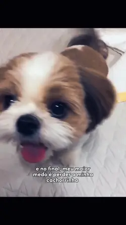 coloquei seu pet aí