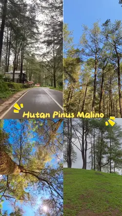 Healing Hutan Pinus