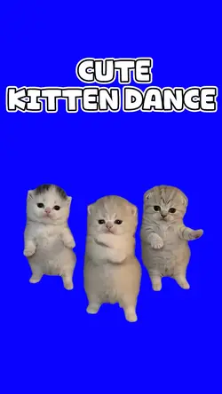 CUTE KITTEN DANCE 