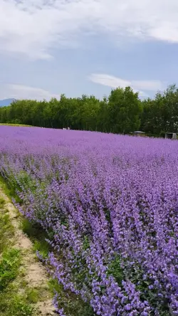 Lavender 🪻 field