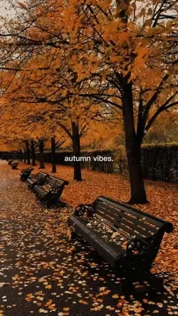 autumn vibes 