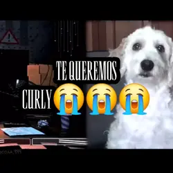Te queremos curly