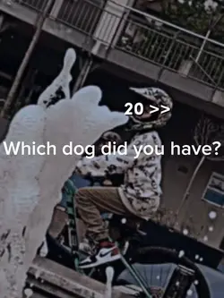 Dooogs