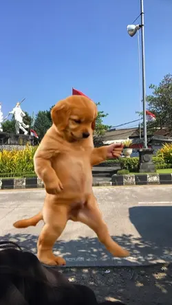 Doggy-style dance 