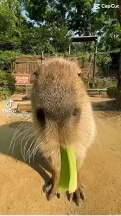 Capybara 