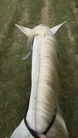 Horse slow mo