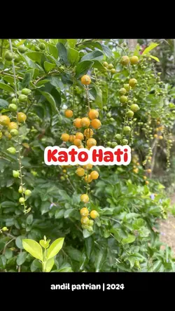 Lagu Daerah Jambi