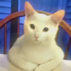 ÉDIT | CHAT