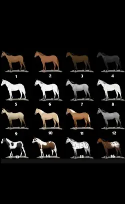 Horses❤️🩹