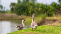 Cool Nature.  