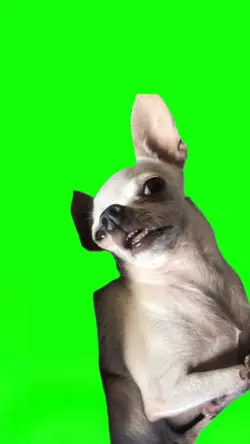 Hallucinating dog