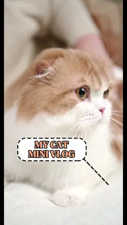 My Cat Mini Vlog