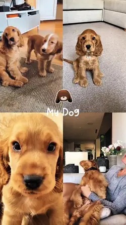 My dog
