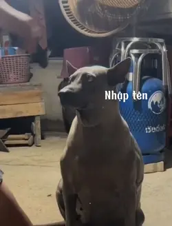 TROLL BẠN
