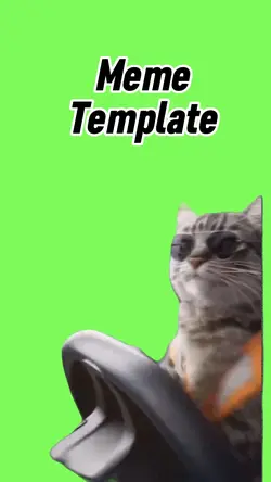 Driving cat