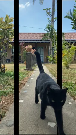3D Cat
