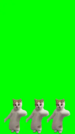 cat dancing viral 3