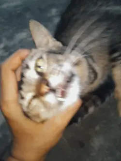 liriksad galau