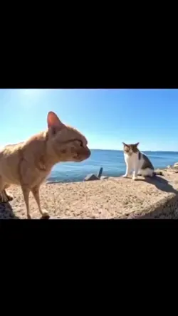 catfunny meme video 