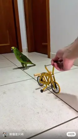 burung pintar 
