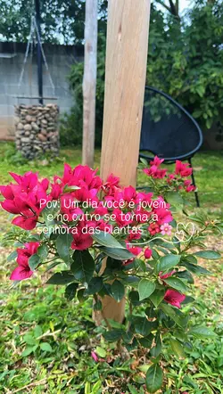 TIA DAS PLANTAS