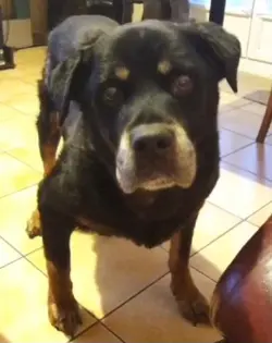 mon chien
