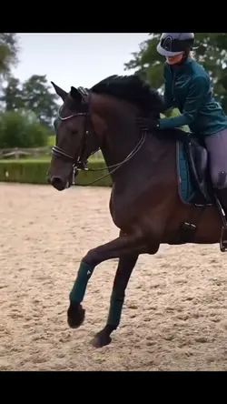 Montage équitation 