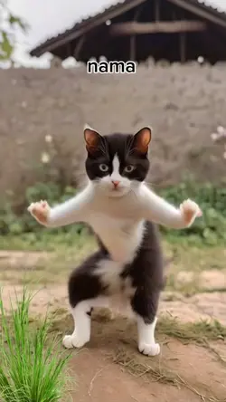 dance kucing lucu 