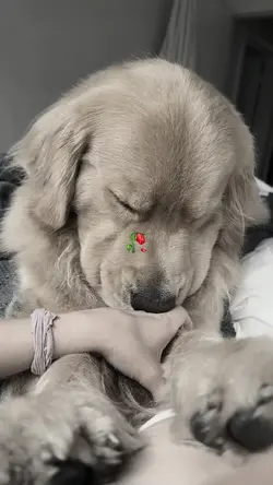 Rip My Dog Too