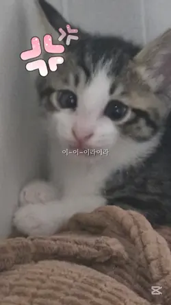 이라이라 챌린지
