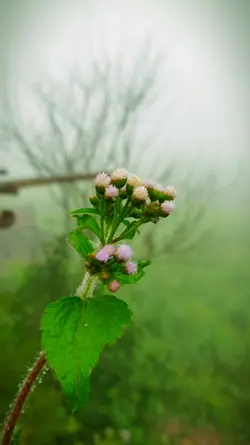 Remake | Flower 