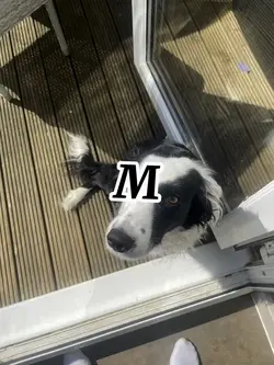 MOLLY