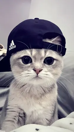 JJ 3 KLIP KECE CUY