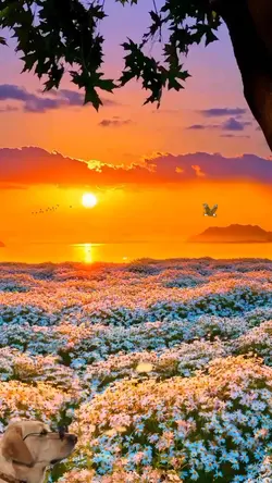 Coucher de soleil