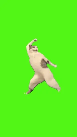 gato baila 