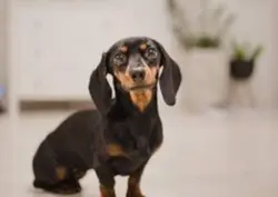 Dachshund dog