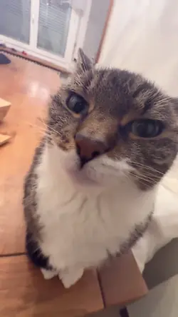KUCING KISS + OM