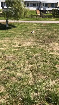 Dogs