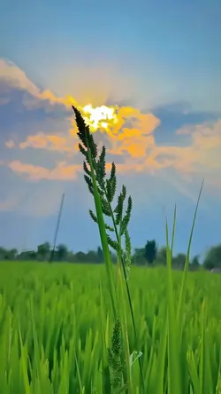 nature estetic