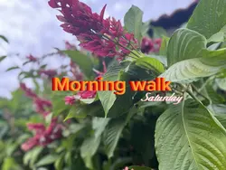 Morning Walk