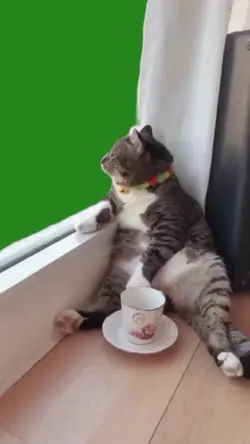 Lonely Cat 
