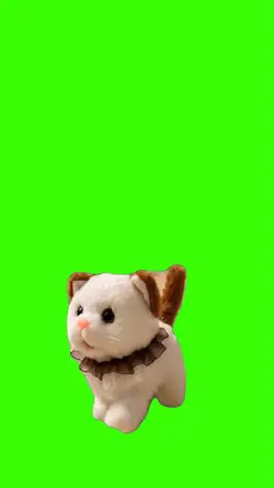 Cat/Gato