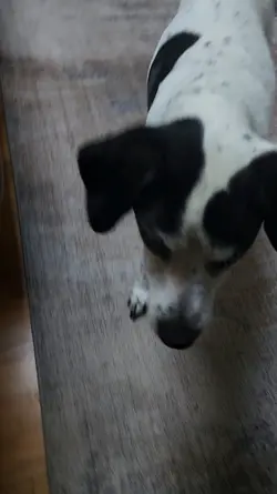 pet my dog